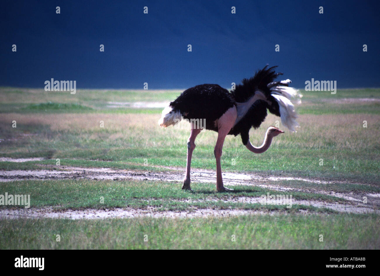 Struzzo del cratere di Ngorongoro Tanzania Africa Struthio camelus Foto Stock