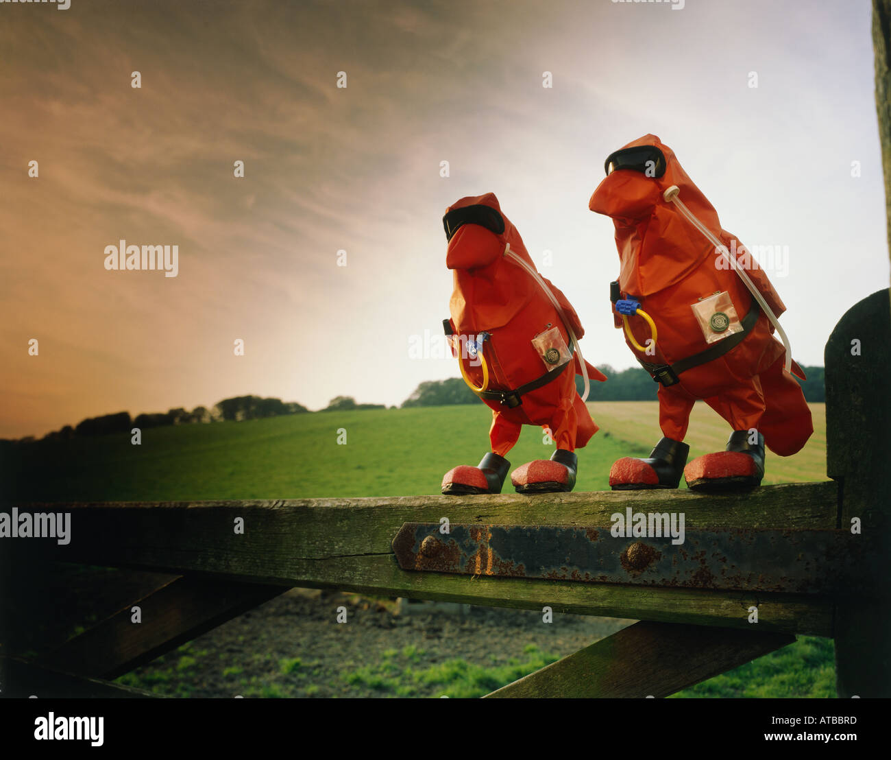 Due uccelli di fumetti ambientale da indossare tute di protezione Foto Stock