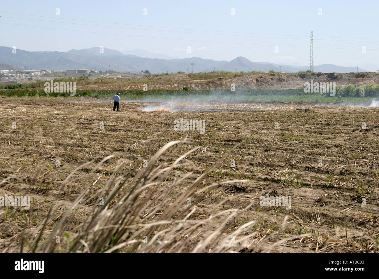 Campo di canna da zucchero dopo la masterizzazione off vicino a Churriana Provincia di Malaga Spagna Foto Stock