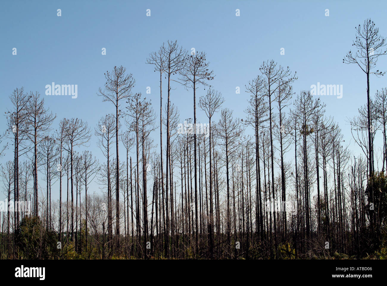 Fire annerite bush australia bushfires alberi legname foto da Bruce Miller 2003 Foto Stock