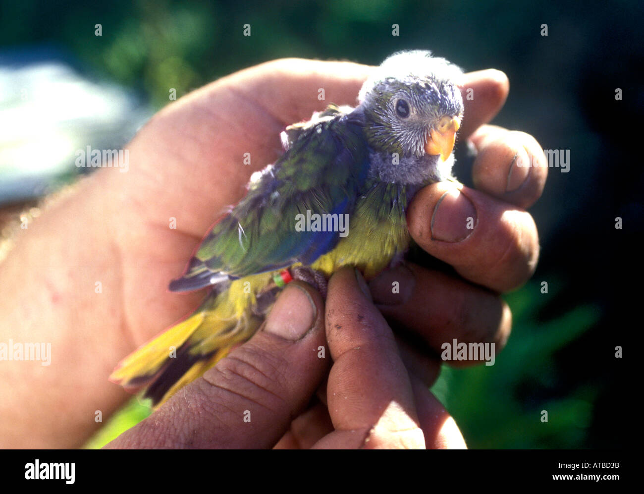 La Tasmania, Australia, minacciate dalla pancia arancione Parrot, Sth West, foto da Bruce Miller Foto Stock