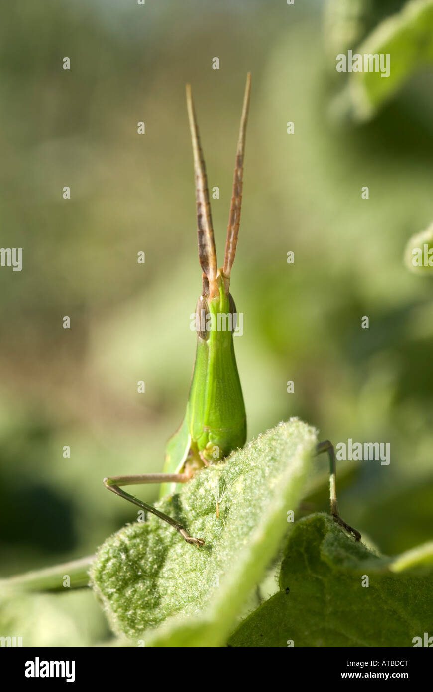 Snouted grasshopper, long-headed grasshopper (Acrida hungarica, Acrida ungarica), ritratto, seduta su una foglia, Grecia, Peloponn Foto Stock