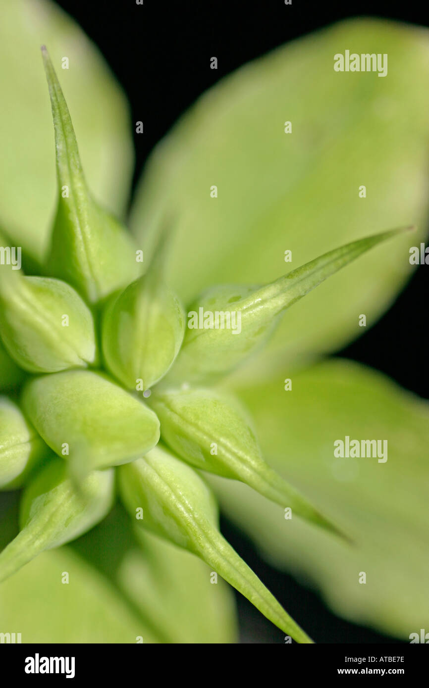 Veratro verde seme head, con perfetta forma ovoidale e forma a spilli Foto Stock