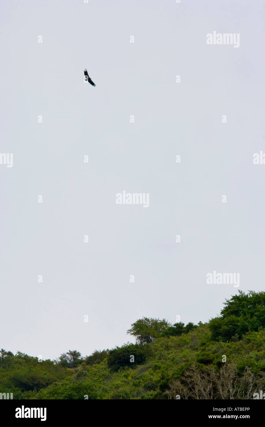 California Condor volare sulle colline lungo il Big Sur Costa della contea di Monterey in California Foto Stock