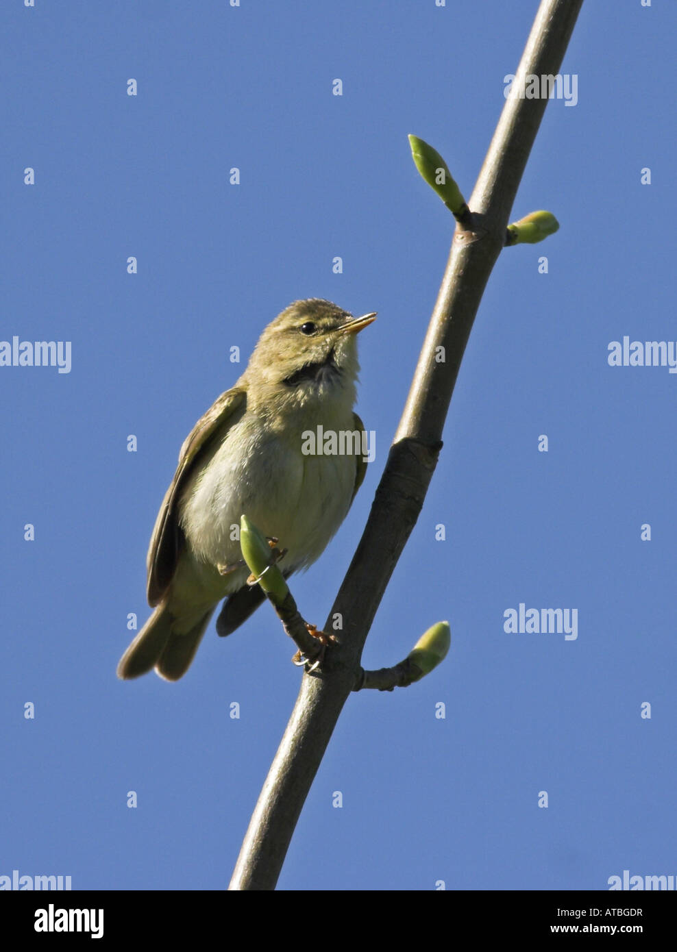 Willow trillo (Phylloscopus trochilus), singolo uccello seduto su un ramo Foto Stock