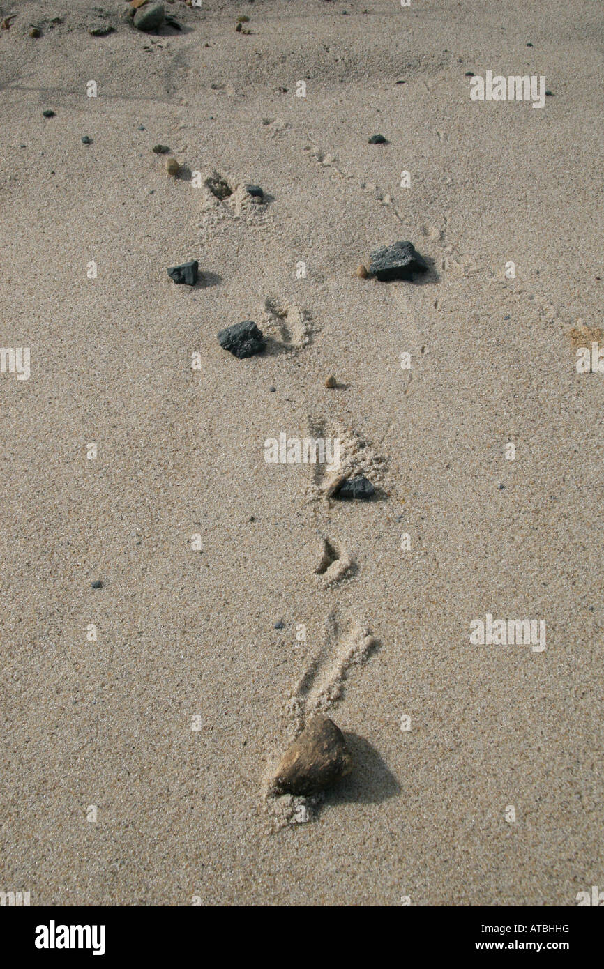 Piccole rocce saltano giù ai lati di una scogliera di erosione, lasciando il carving il loro percorso nelle dune di sabbia. Foto Stock