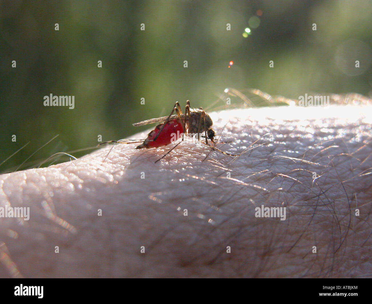 Zanzare e moscerini (Culicidae), succhiare il sangue Foto Stock