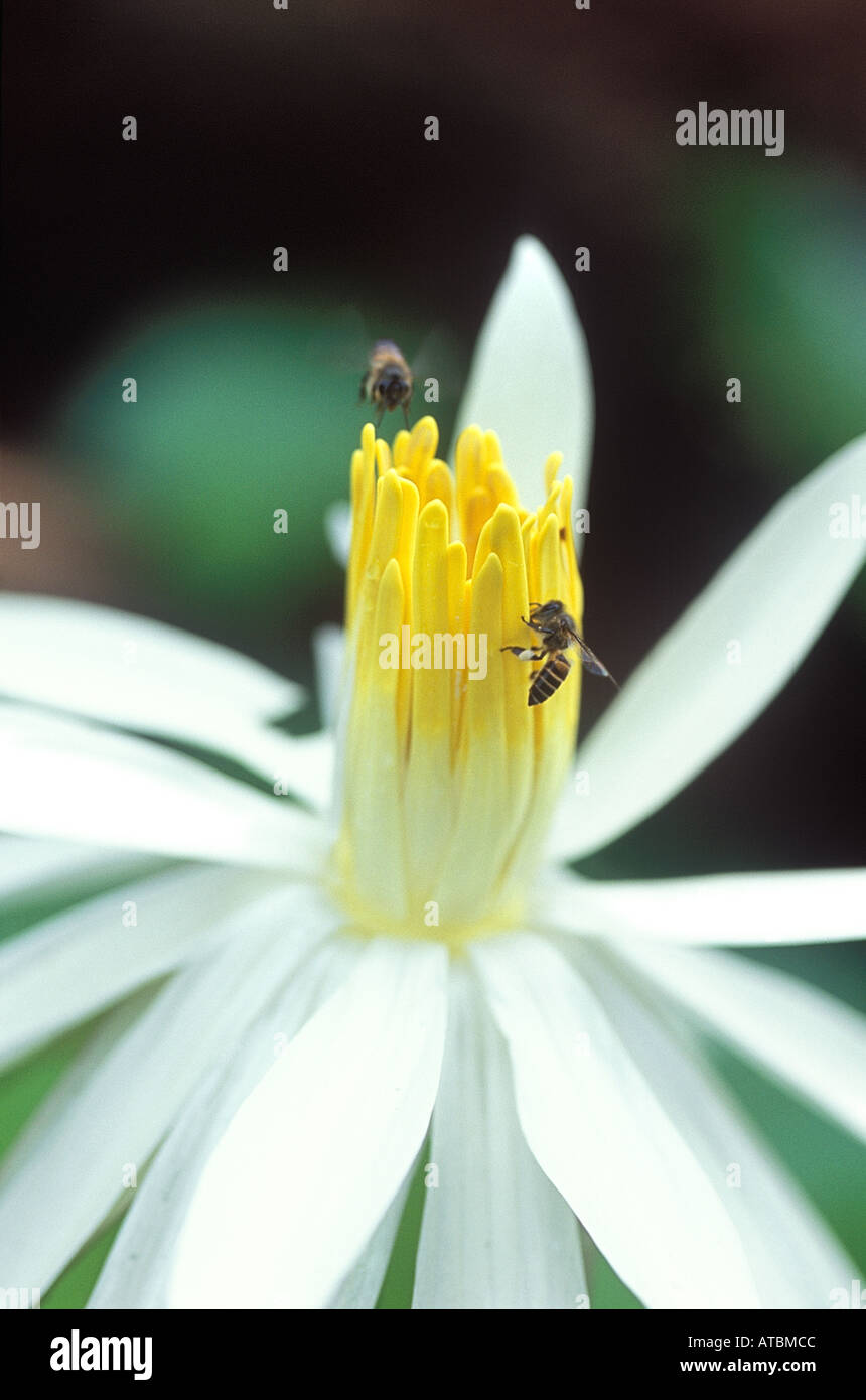JRR72841 Honeybees coppia per raccogliere il polline dal bianco fiore di loto con centro giallo a Amboli Sindhudurg Maharashtra India Foto Stock