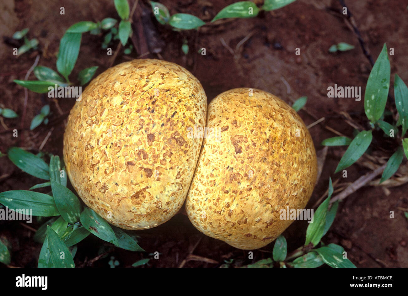 JRR72842 ai funghi selvatici Amboli Sindhudurg Maharashtra India Foto Stock