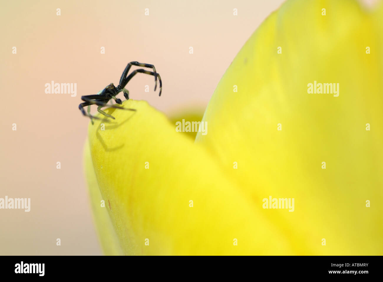 Il ragno granchio (Xysticus ulmi), sul petalo Foto Stock