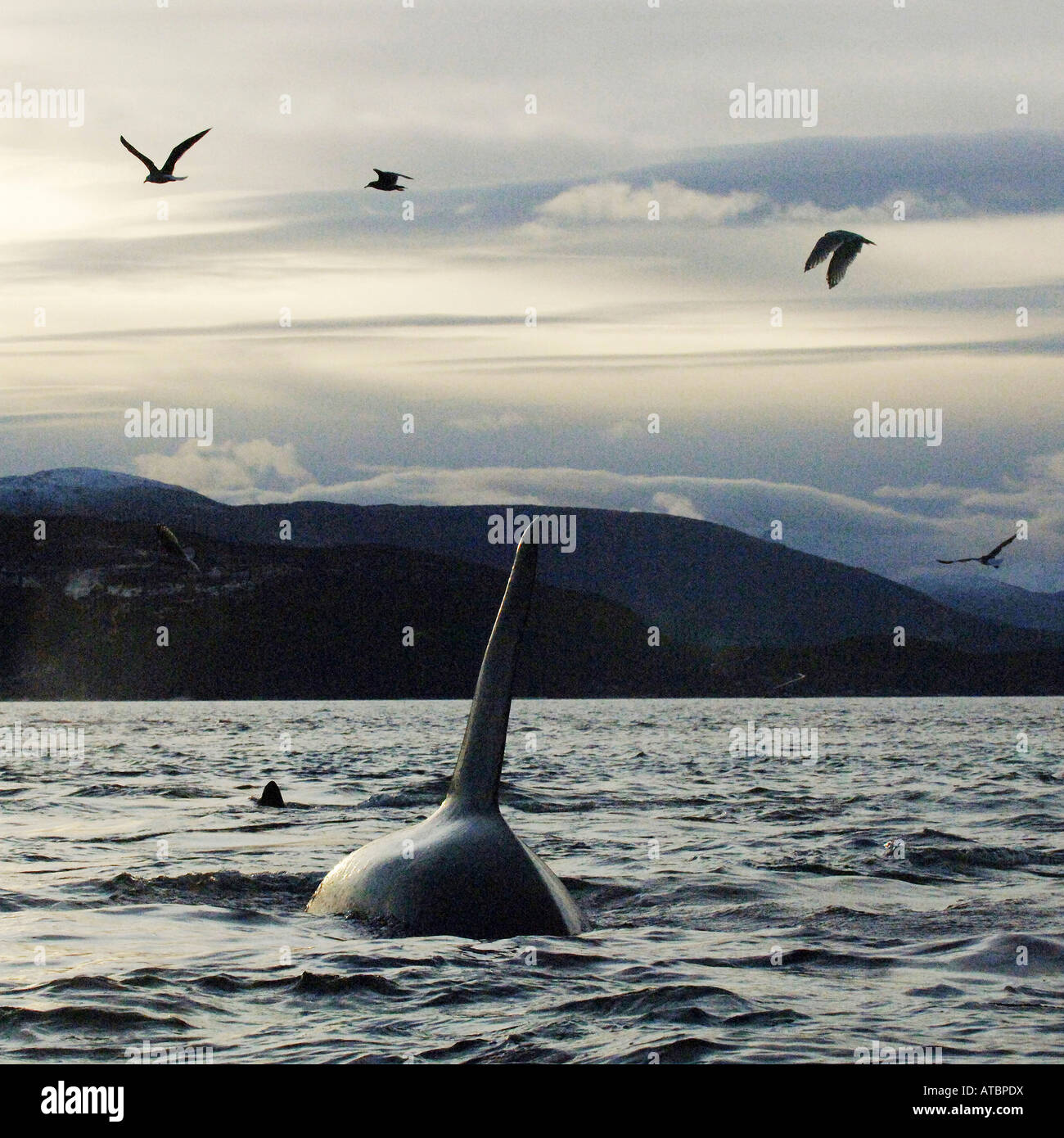 Pinna dorsale di un orca, Tysfjord, Norvegia Foto Stock
