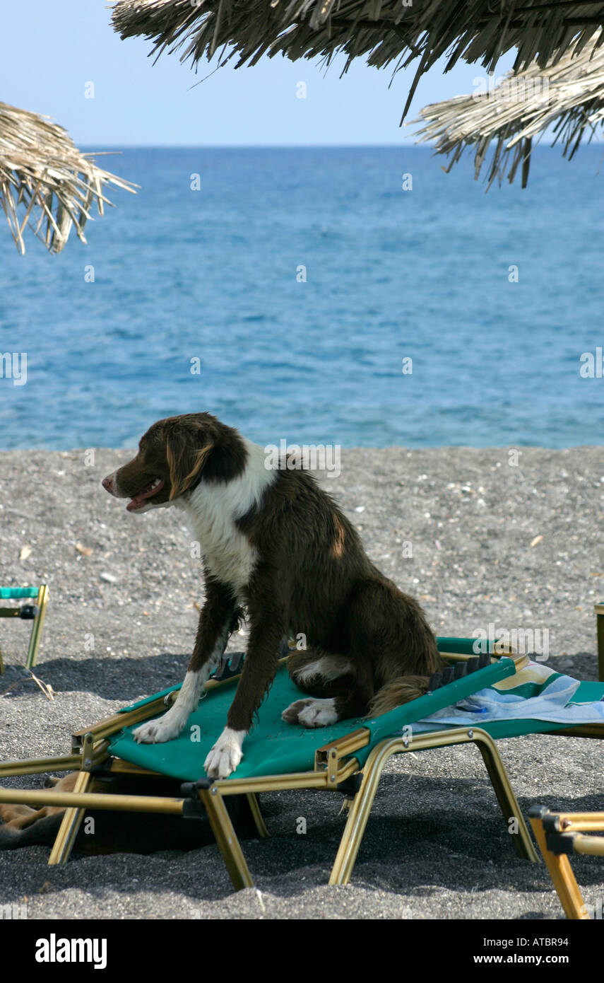 Hot Dog su un lettino. Spiaggia di Perissa Santorini. Foto Stock