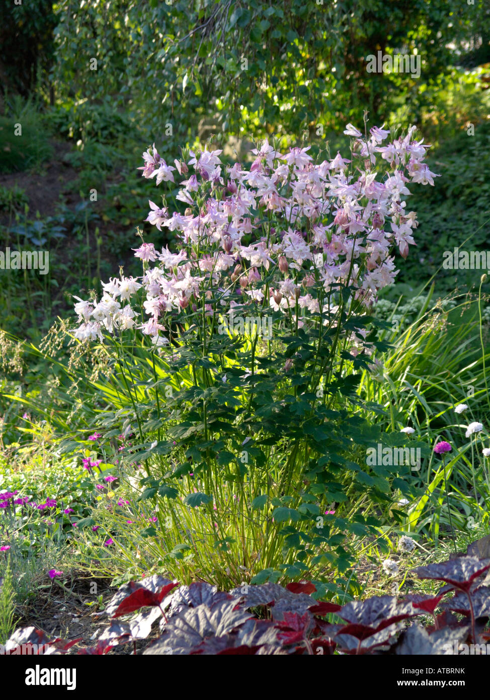 Aquilegia alpina europea (aquilegia vulgaris) Foto Stock