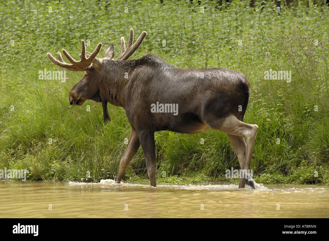 Elk, alci europea (Alces alces alces), maschio con il velluto sui palchi Foto Stock