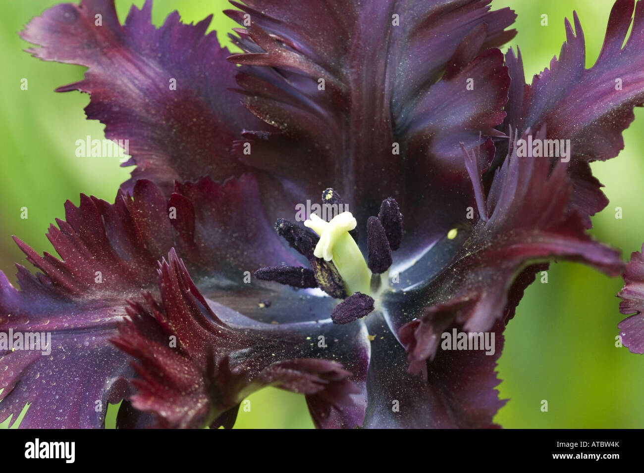 Garden tulip (Tulipa spec.), fiore con lo stigma, Paesi Bassi Paesi Bassi del Nord Foto Stock