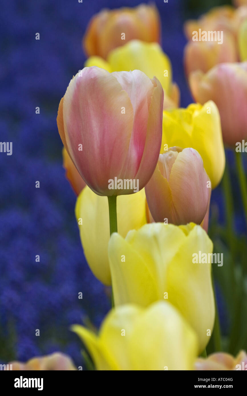 Garden tulip (Tulipa spec.), fiori, Paesi Bassi Paesi Bassi del Nord Foto Stock