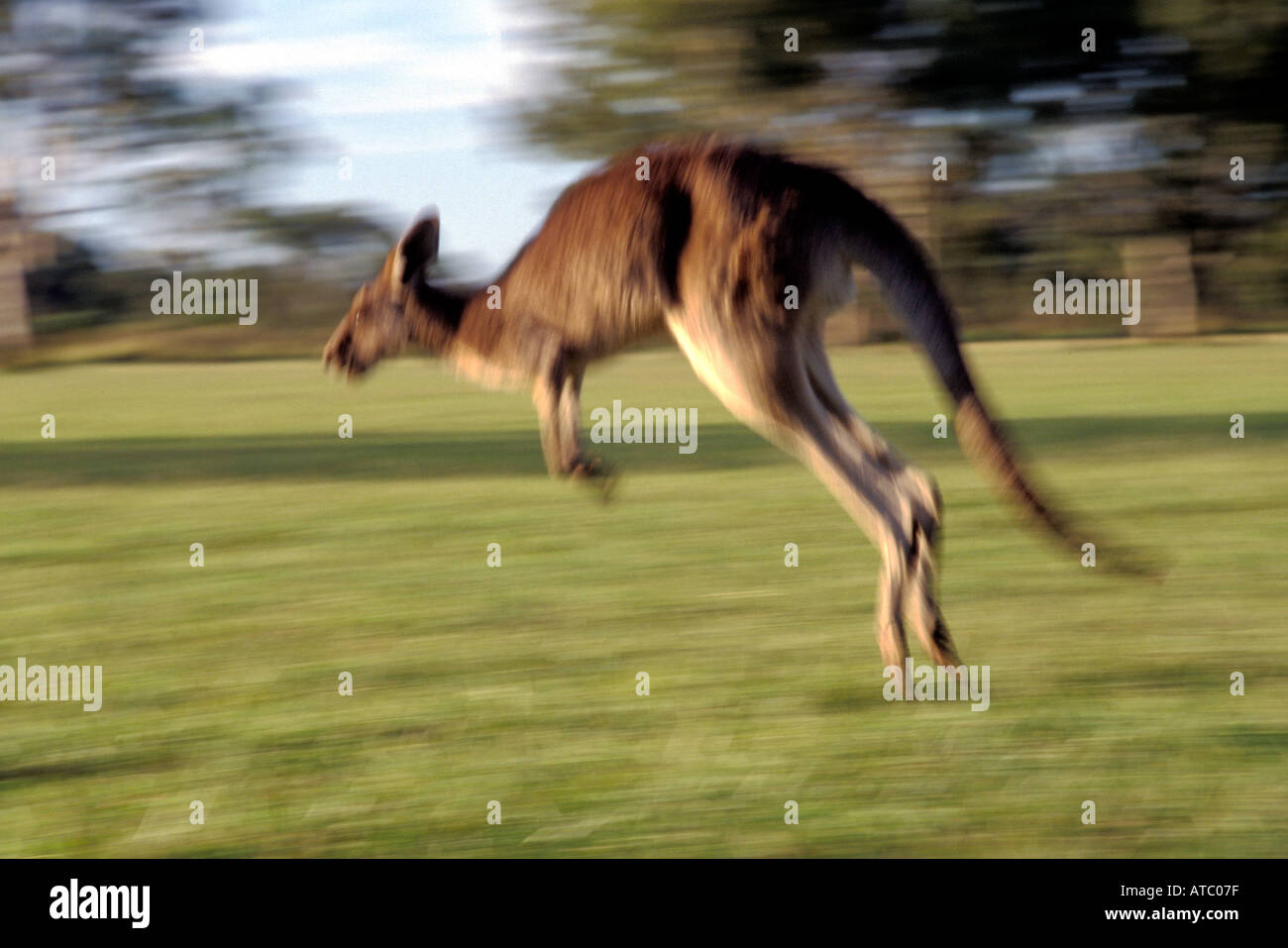 Orientale Canguro grigio, Queensland, Australia Foto Stock