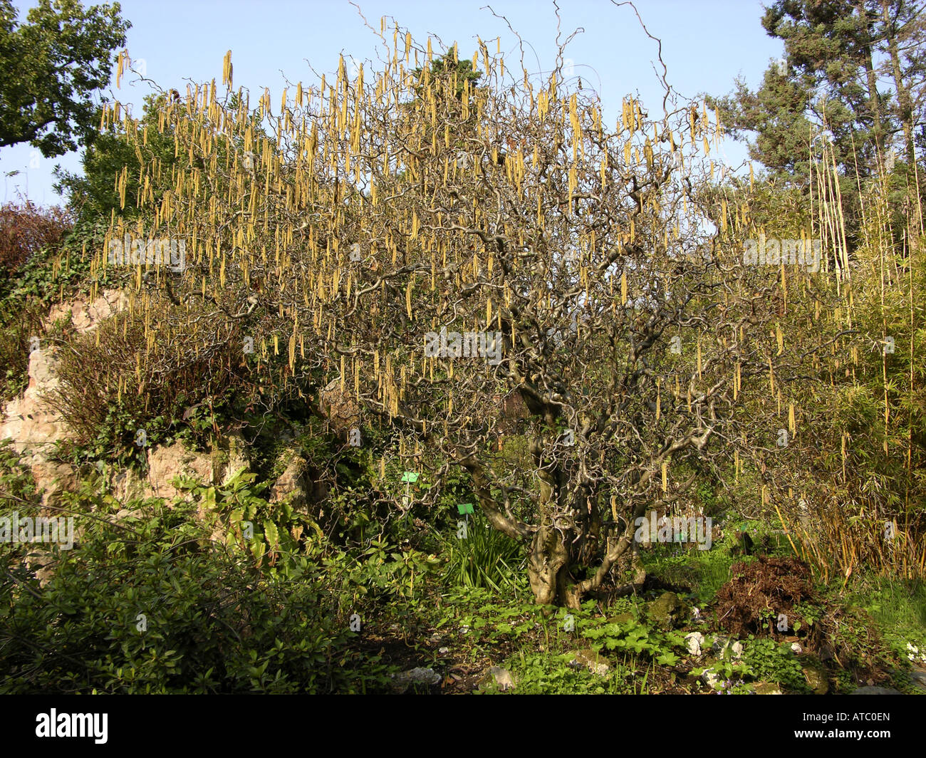 Struttura di cavatappi Hazel , comune nocciolo (Corylus avellana "Contorta', Corylus avellana contorta), un arbusto con amenti Foto Stock