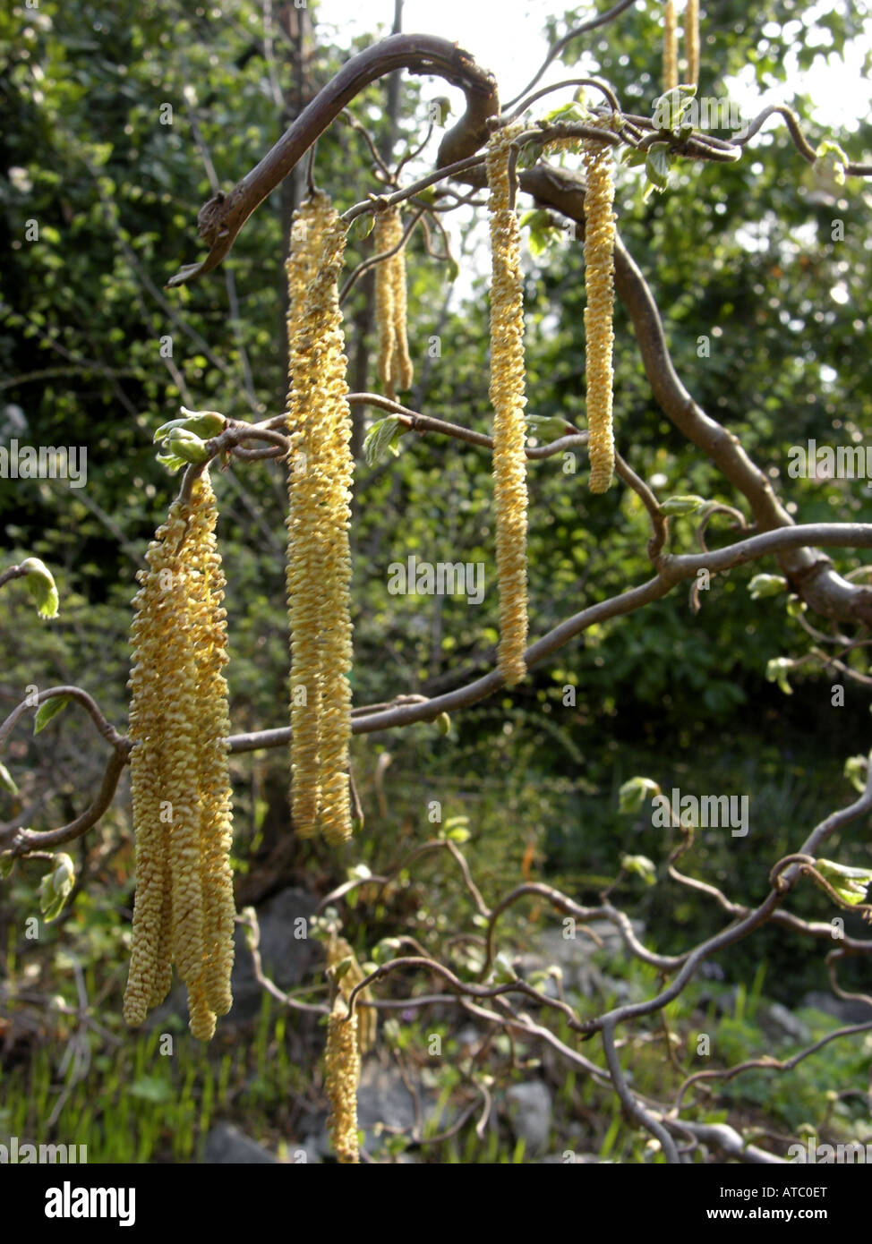 Struttura di cavatappi Hazel , comune nocciolo (Corylus avellana "Contorta', Corylus avellana contorta), un arbusto con amenti Foto Stock