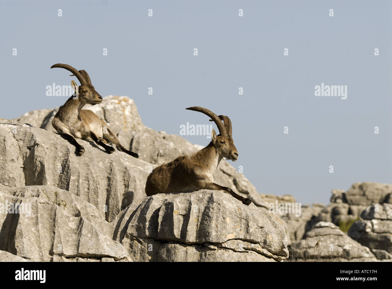 Iberian ibex, Spagnolo di stambecco (Capra pyrenaica), due individui in appoggio sulle rocce al sole, Spagna, Andalusia, Naturschutzgebiet Foto Stock