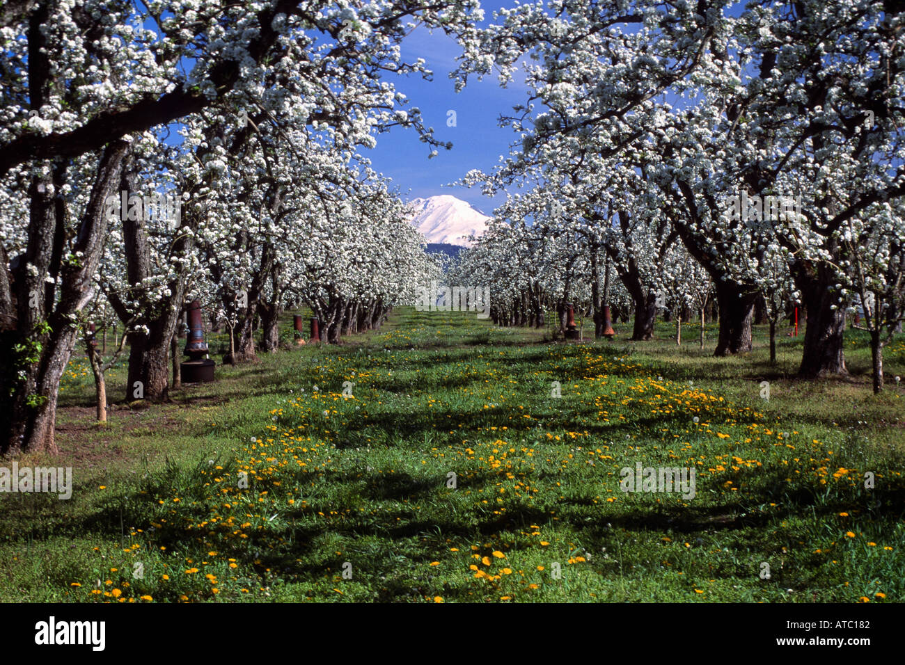 Mt Adams vista attraverso pear orchard preso dalla Pineta Oregon nella Hood River Valley NEGLI STATI UNITI Foto Stock