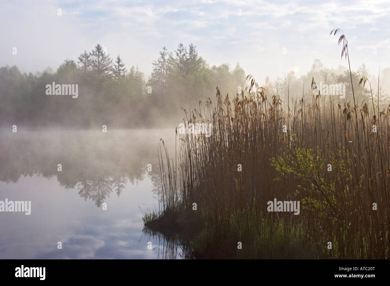 Stagno nella luce del mattino, di nebbia, in Germania, in Baviera, Alta Baviera, Baviera superiore Foto Stock