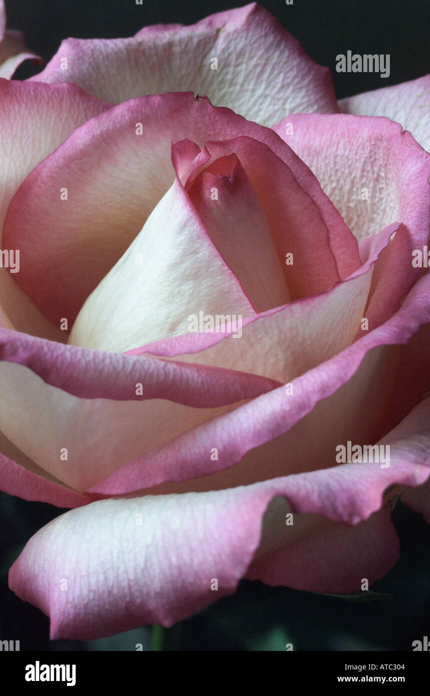 In prossimità di un bel rosa fragrante e rosa bianca Foto Stock