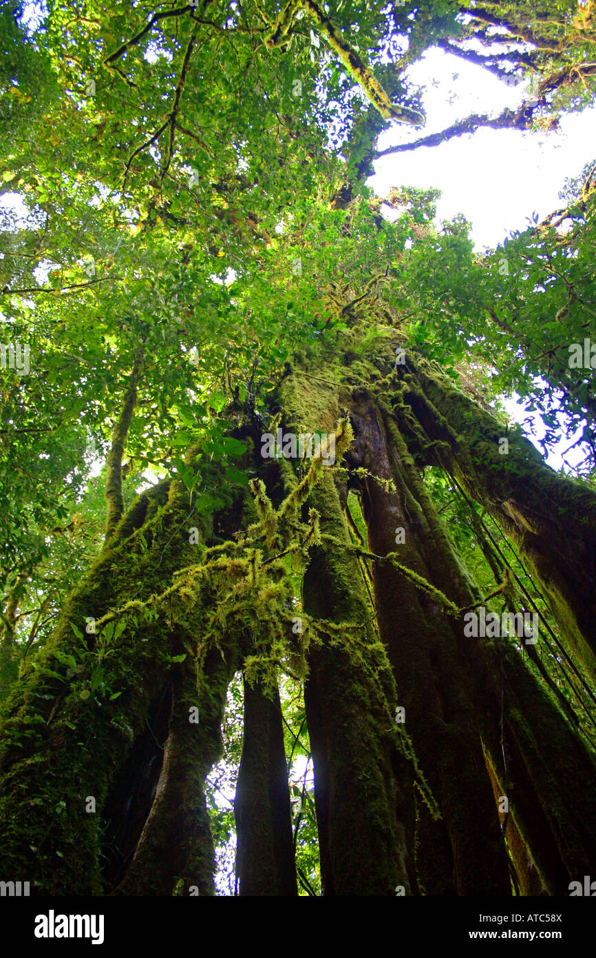 Maestosamente tall tree in Monte Verde foresta nuvola di riserva, Costa Rica Foto Stock