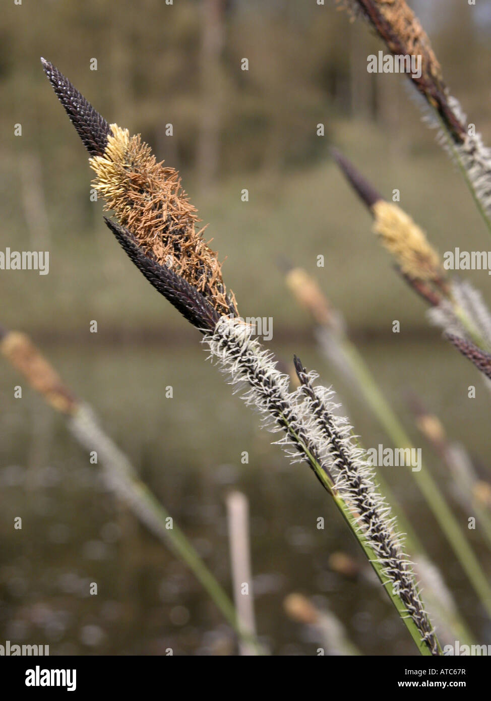 Snello tussock-carici, snello tufted-carici (Carex acuta, Carex gracilis), impianti con maschio e femmina blossoms Foto Stock