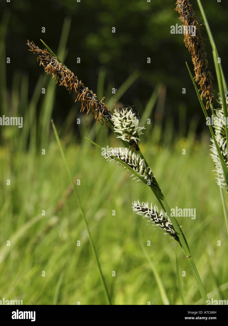 Minor stagno-carici (Carex acutiformis), impianti con maschio e femmina blossoms Foto Stock