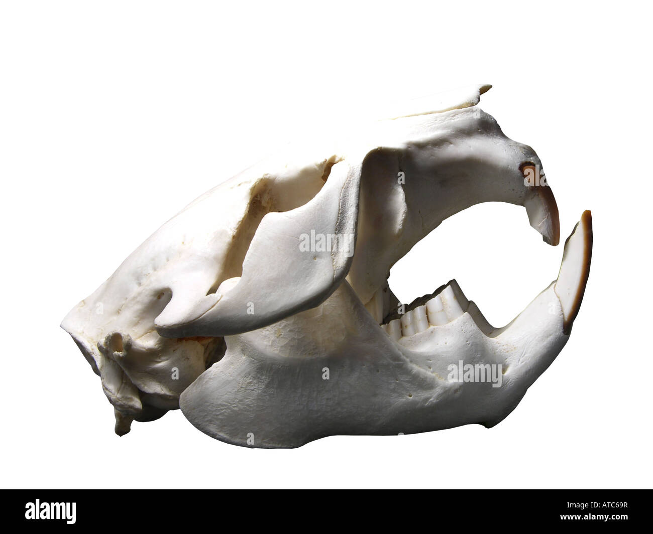 Eurasian castoro europeo castoro (Castor fiber), cranio Foto Stock