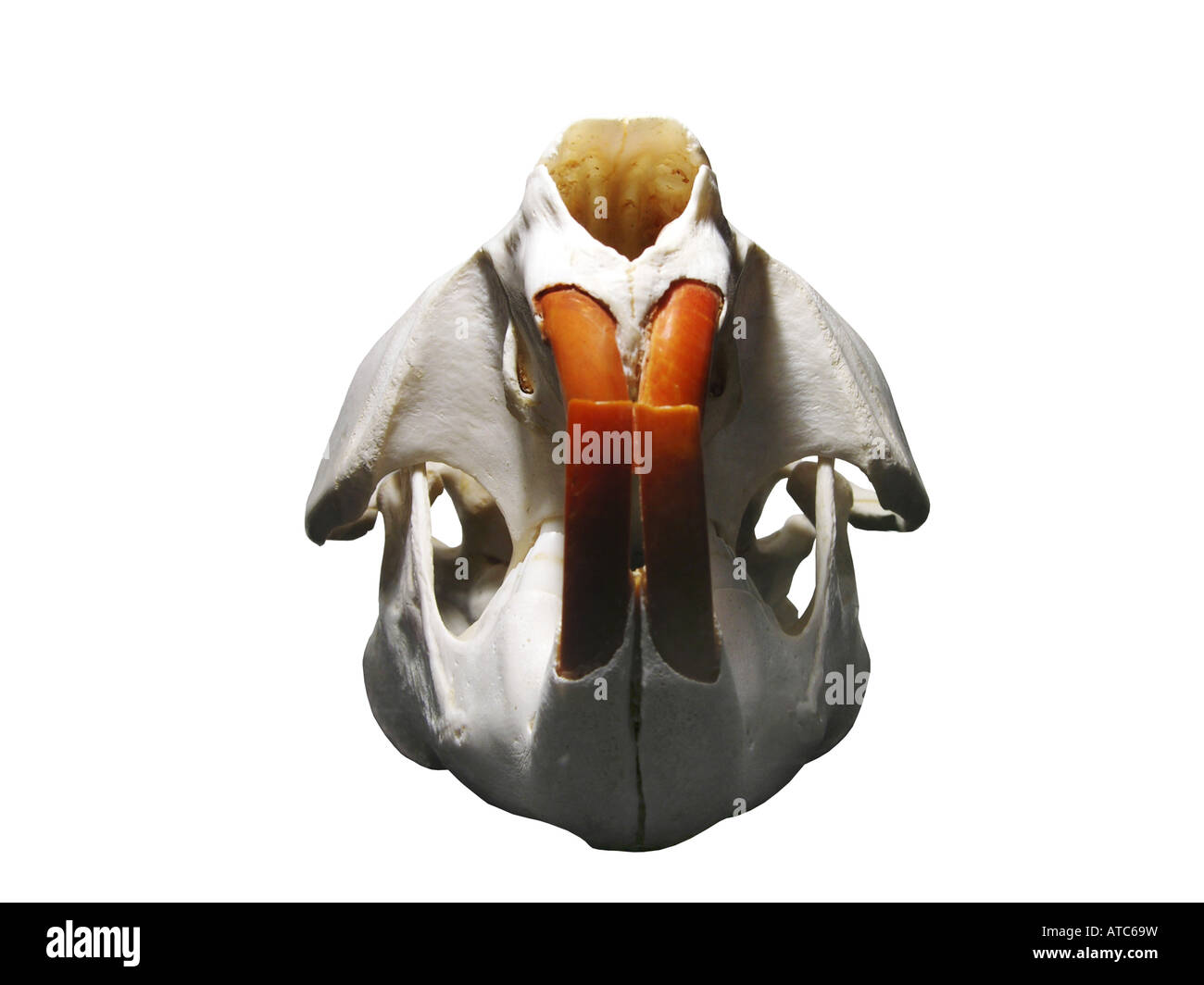 Eurasian castoro europeo castoro (Castor fiber), cranio Foto Stock