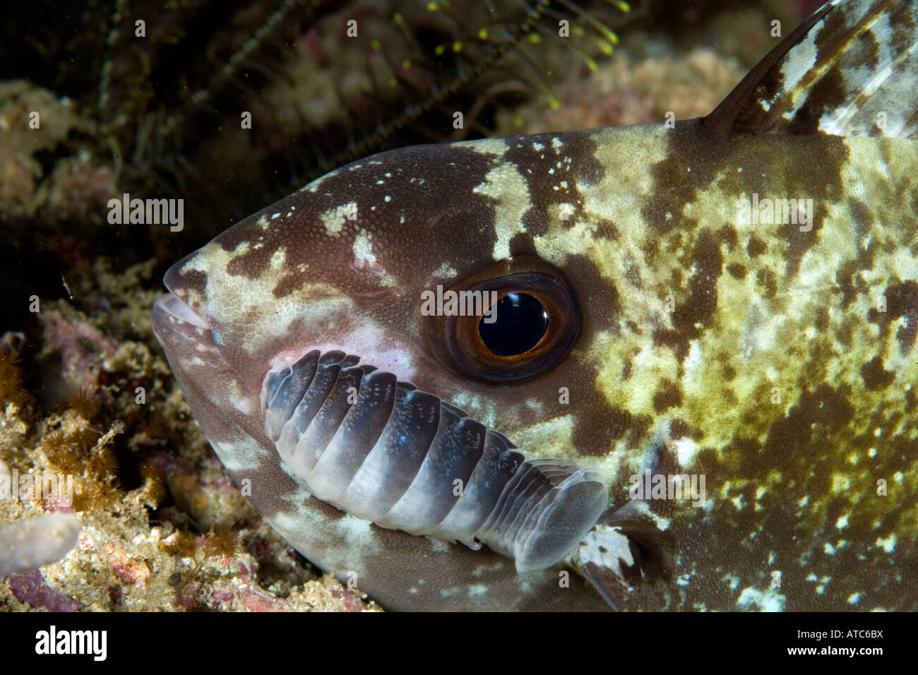 Pesce con con isopod parassiti Nerocila sp Raja Ampat Irian Jaya Papua Occidentale Oceano Pacifico Indonesia Foto Stock