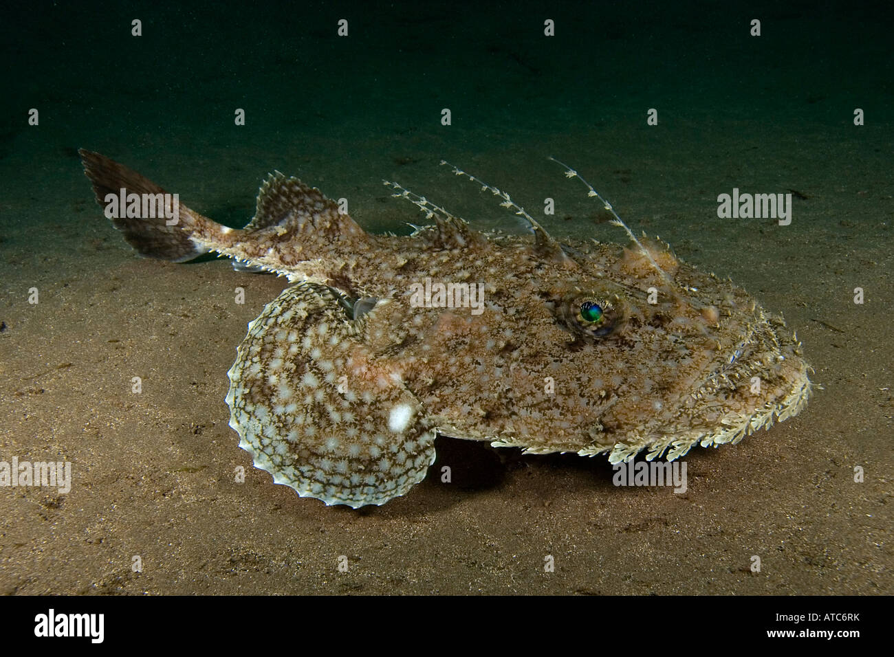 Rana pescatrice, subacquea, immersioni, diving, sull'oceano, sul mare della vita marina, Sea Life, pericoloso, dolorose, picchi, profondo, lophius piscatorius Foto Stock