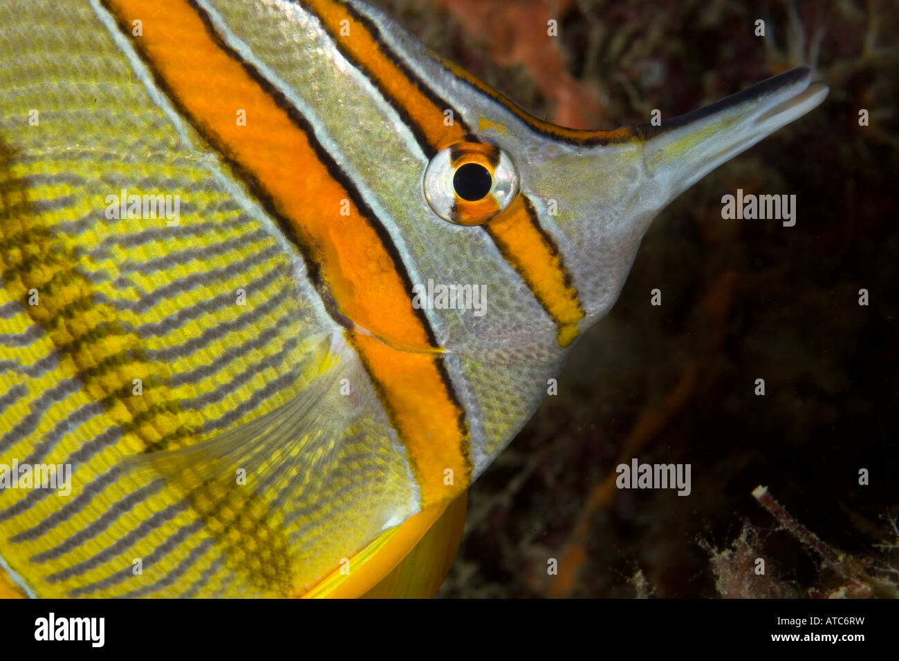 Fatturati coralfish Chelmon rostratus Raja Ampat Irian Jaya Papua Occidentale Oceano Pacifico Indonesia Foto Stock