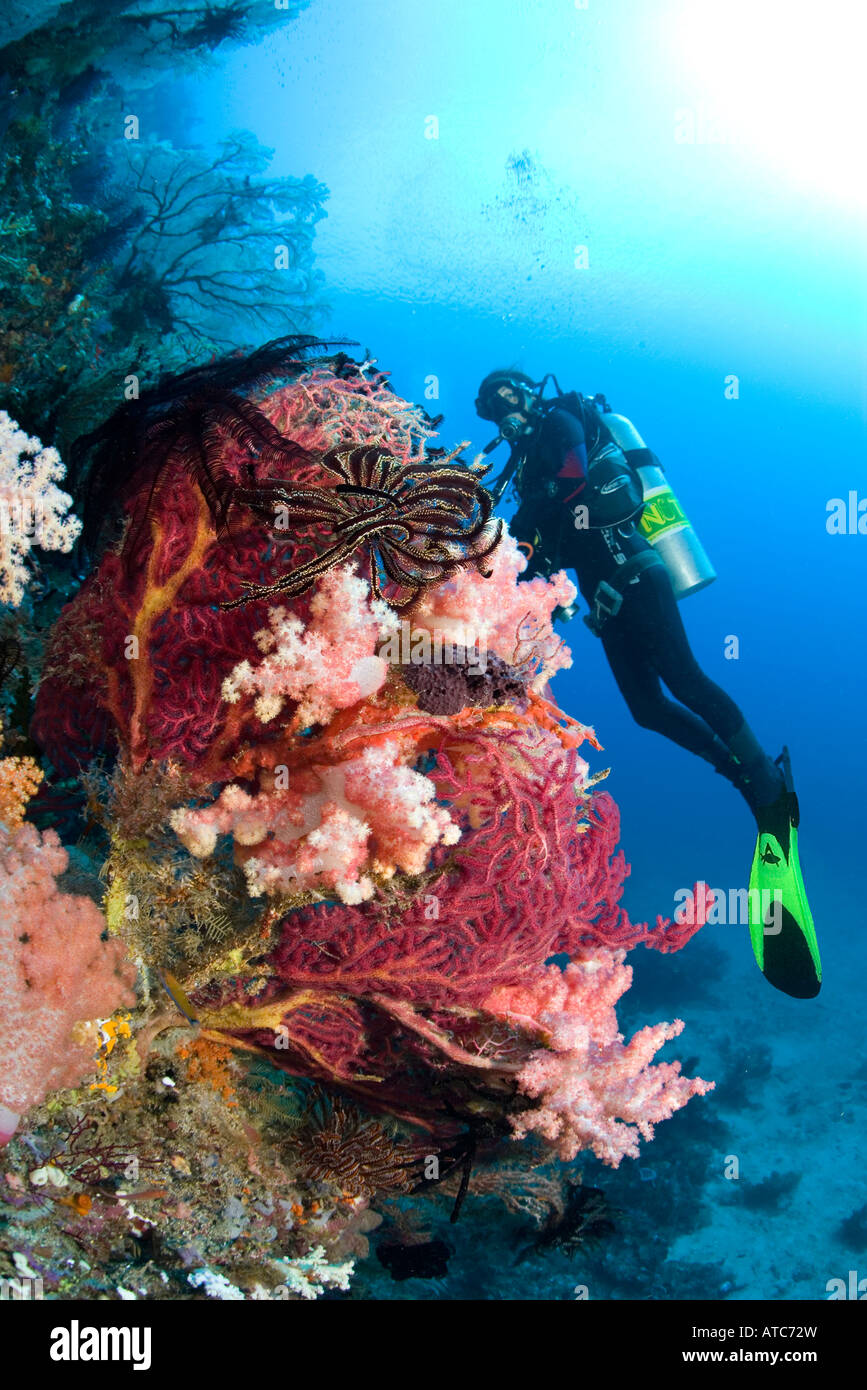 Scuba Diver al Coral Reef Raja Ampat Irian Jaya Papua Occidentale Oceano Pacifico Indonesia Foto Stock