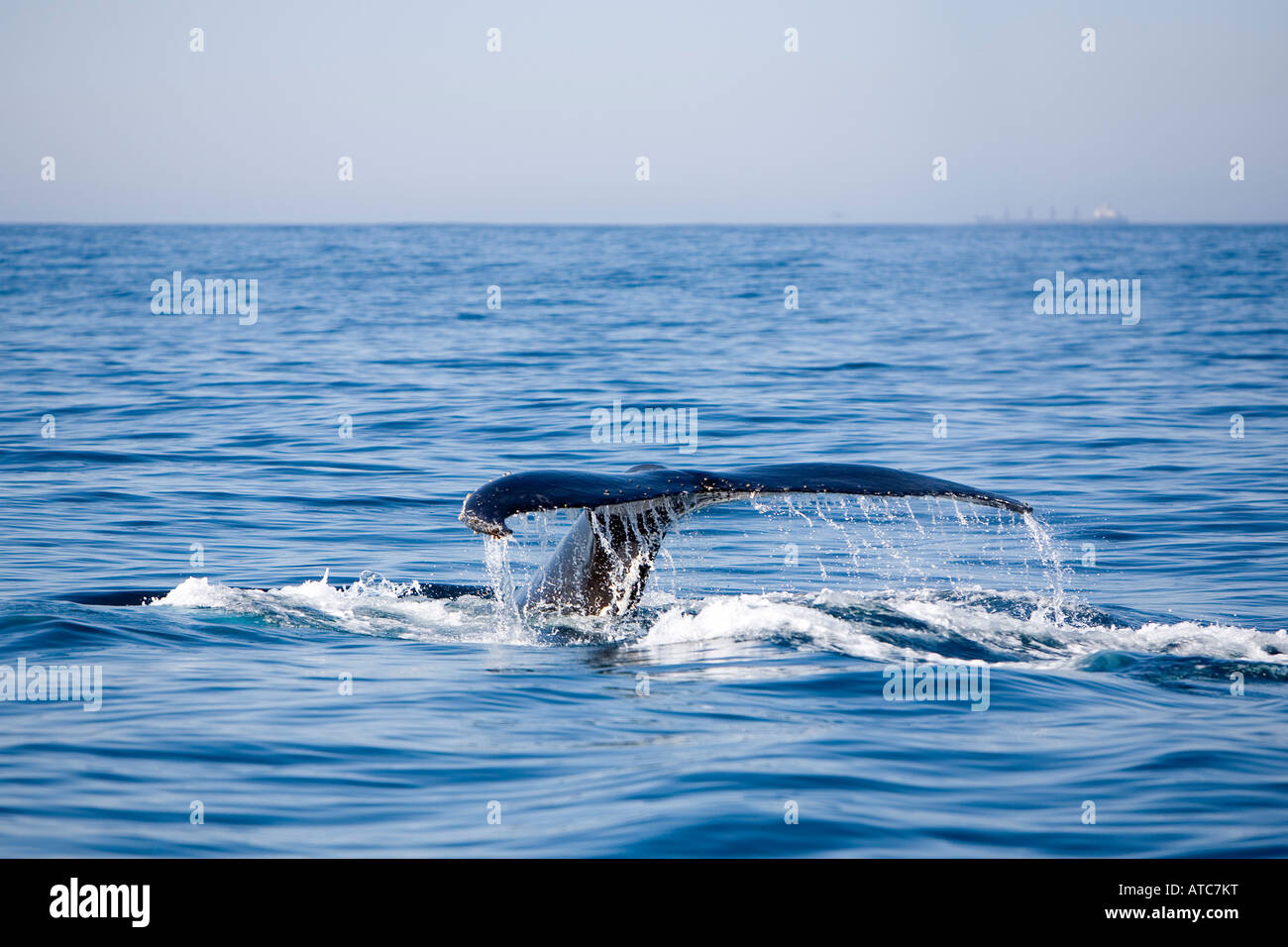 Coda di Humpback Whale Megaptera novaeangliae Wild Coast Transkei sud-est Africa Oceano Indiano Mozambico Foto Stock