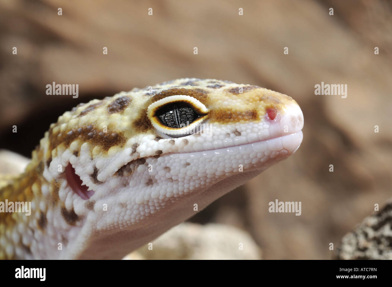 Leopard gecko (Eublepharis macularius), il ritratto di un insolito individuali colorati Foto Stock