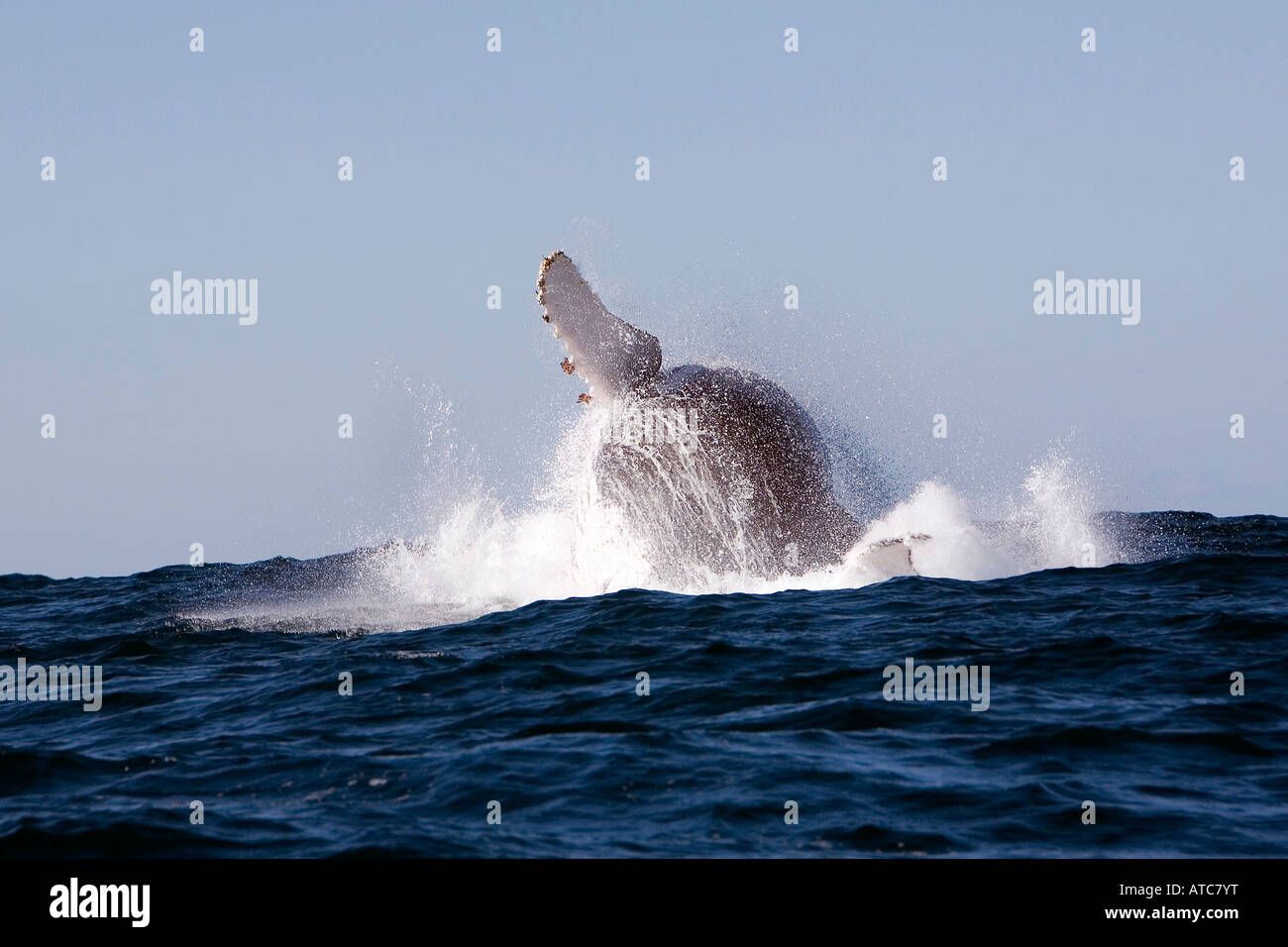 Humpback Whale Megaptera novaeangliae Wild Coast Transkei sud-est Africa Oceano Indiano Mozambico Foto Stock