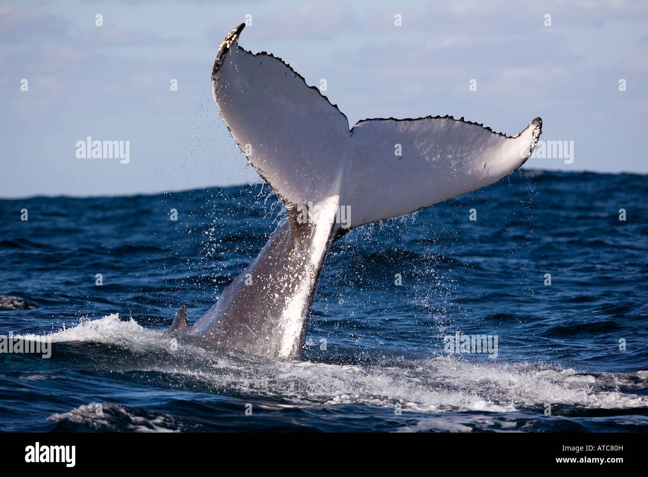 Coda di Humpback Whale Megaptera novaeangliae Wild Coast Transkei sud-est Africa Oceano Indiano Mozambico Foto Stock