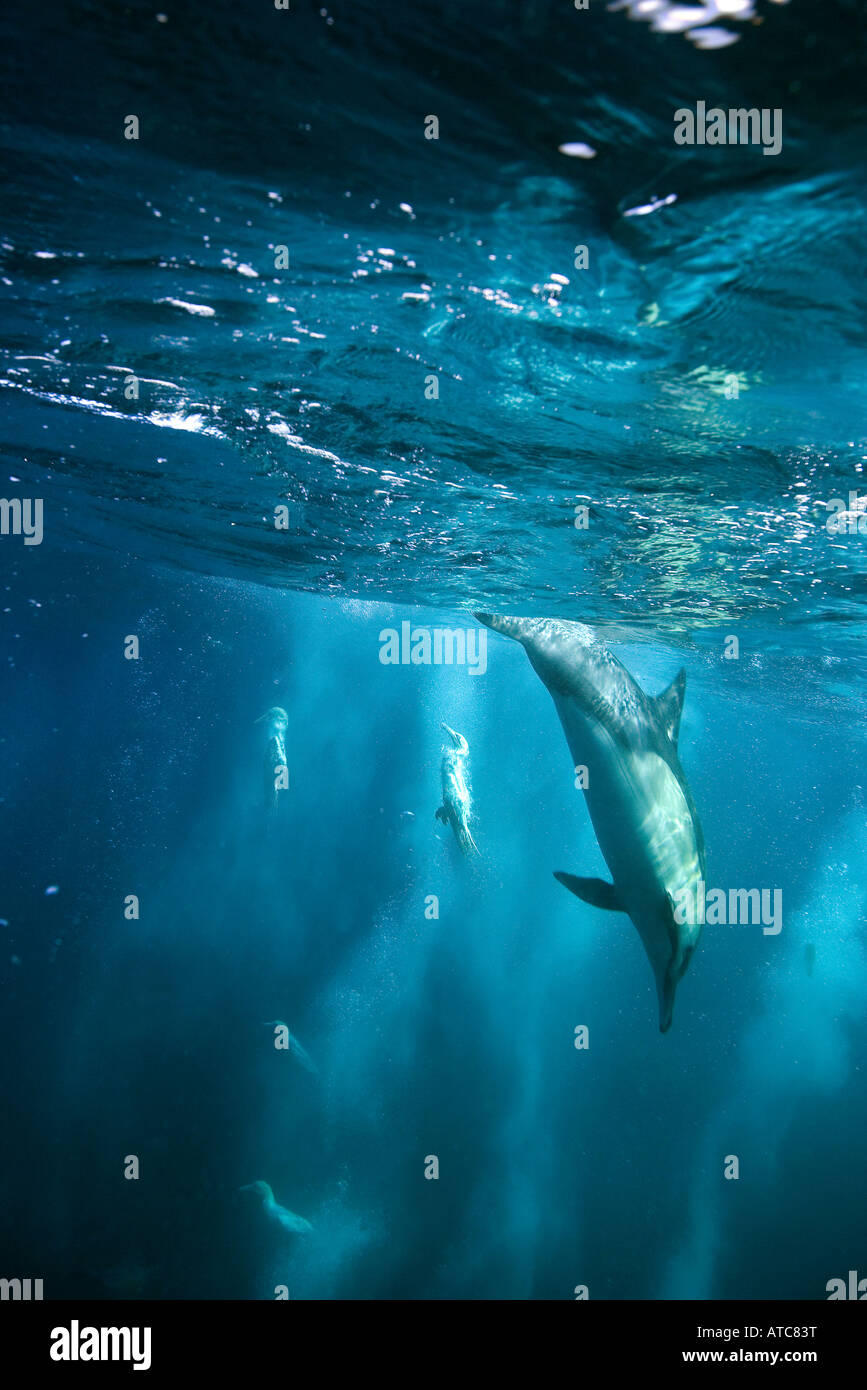 I delfini e le sule a caccia di sardine Delphinus capensis Morus Wild Coast Transkei sud-est Africa Oceano Indiano Mozambico Foto Stock