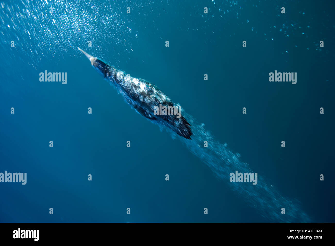 I capretti Cape gannet Morus capensis Wild Coast Transkei sud-est Africa Oceano Indiano Mozambico Foto Stock