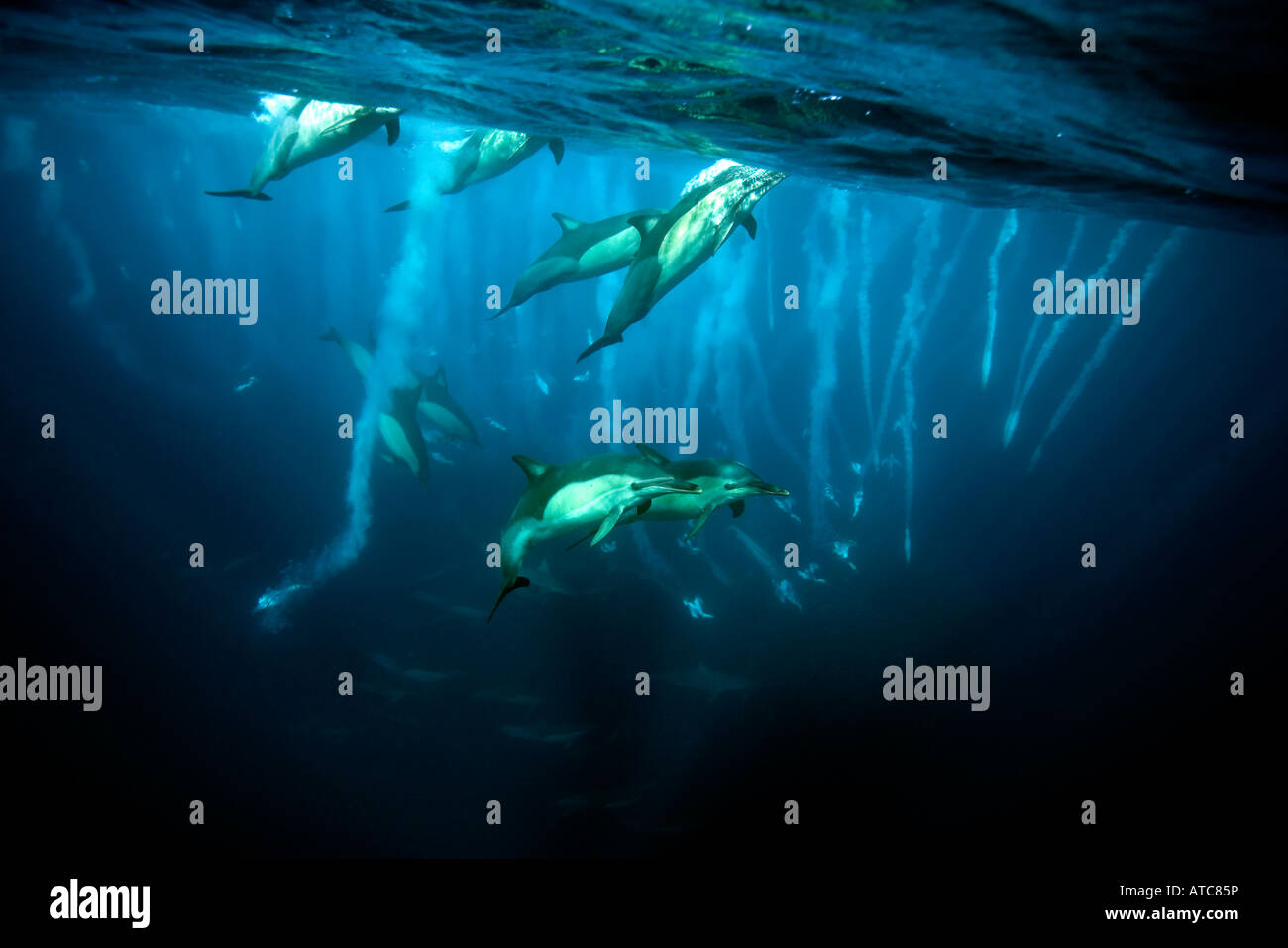 Delfini comuni e sule a caccia di sardine Delphinus capensis Morus Wild Coast Transkei sud-est Africa Oceano Indiano Mozambiq Foto Stock