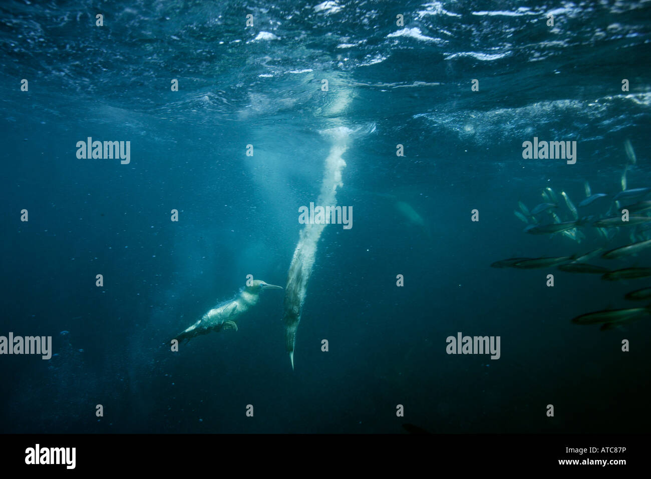 Cape sule a caccia di sardine Morus capensis Wild Coast Transkei sud-est Africa Oceano Indiano Mozambico Foto Stock