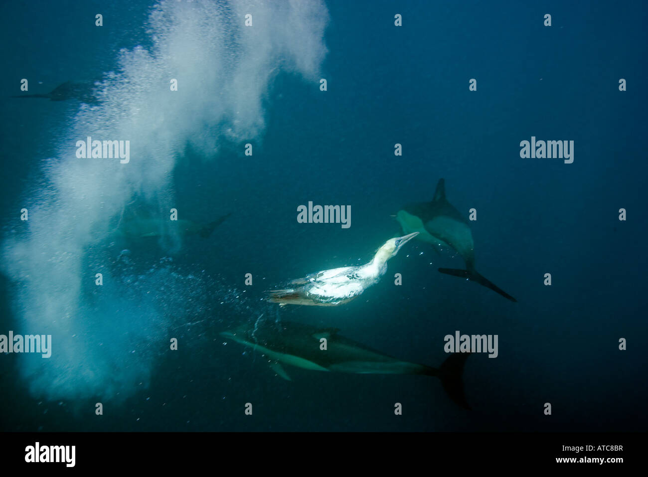 Le sule e delfini a caccia di sardine Delphinus capensis Morus Wild Coast Transkei sud-est Africa Oceano Indiano Mozambico Foto Stock