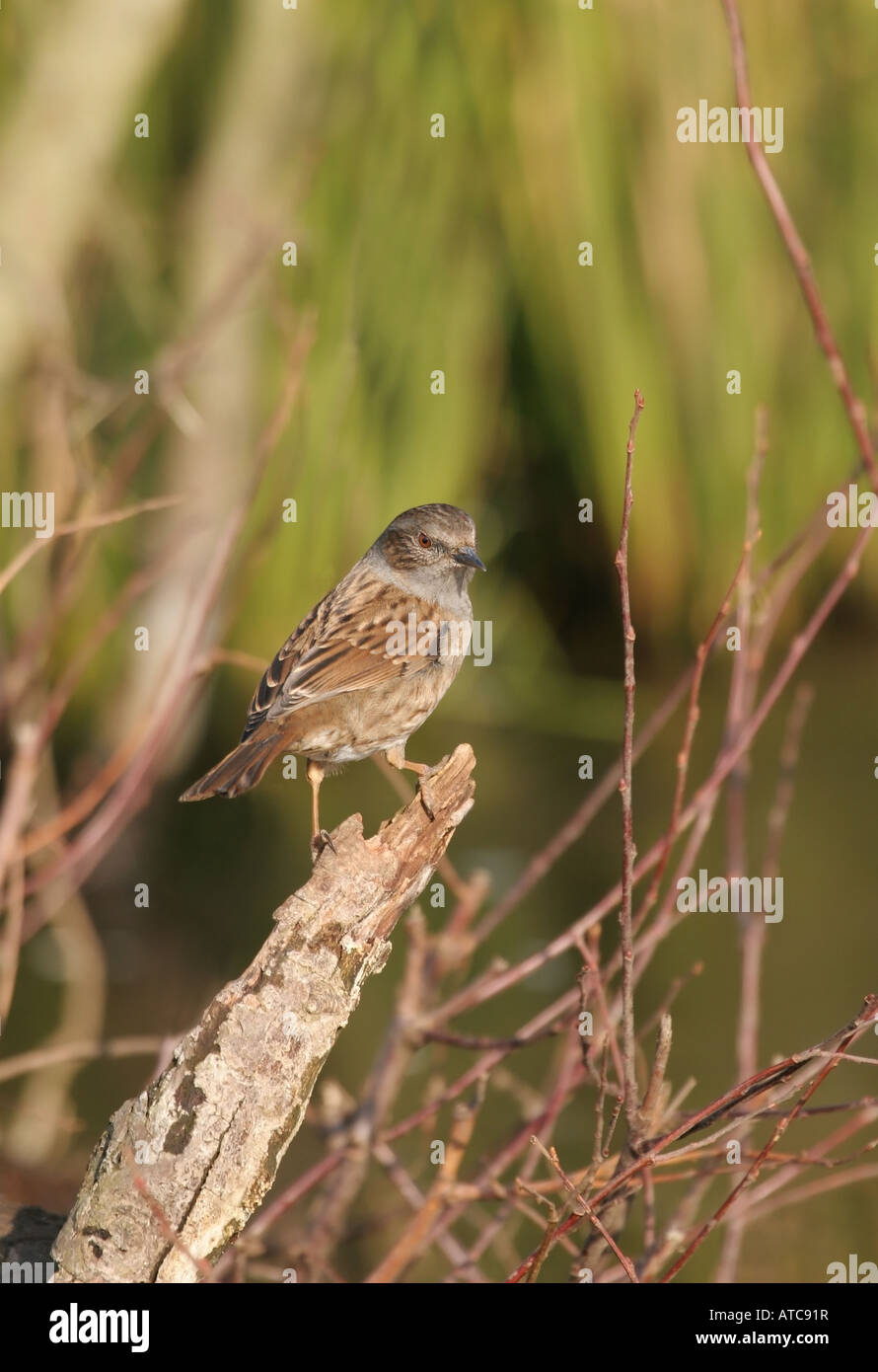 Dunnock Prunella modularis in habitat di macchia Regno Unito Foto Stock Dunnock Prunella modularis in habitat di macchia Regno Unito Foto Stock