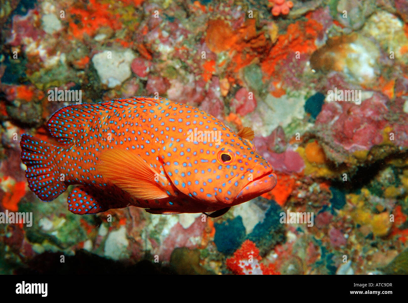 Coral cernia Cephalopholis miniata Isole Similan Thailandia Foto Stock