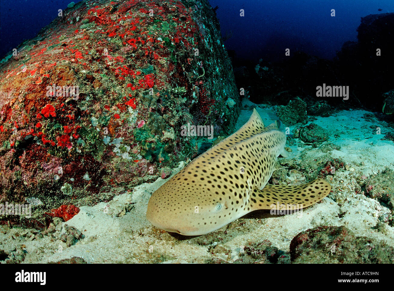 Leopard shark Stegostaoma varium Isole Similan Thailandia Foto Stock