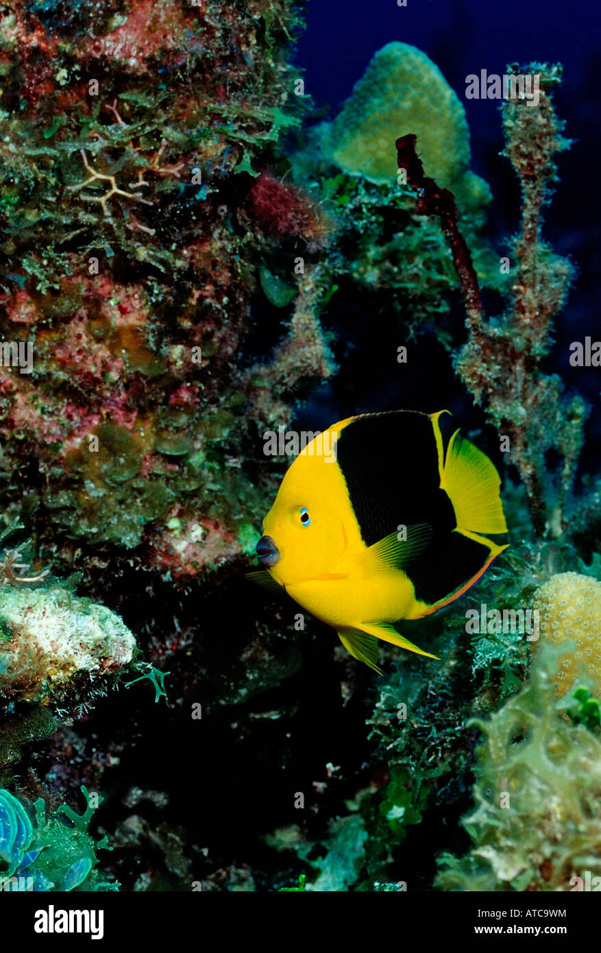 Rock bellezza Angelfish Holacanthus tricolore Mar dei Caraibi Le Isole Vergini britanniche Foto Stock