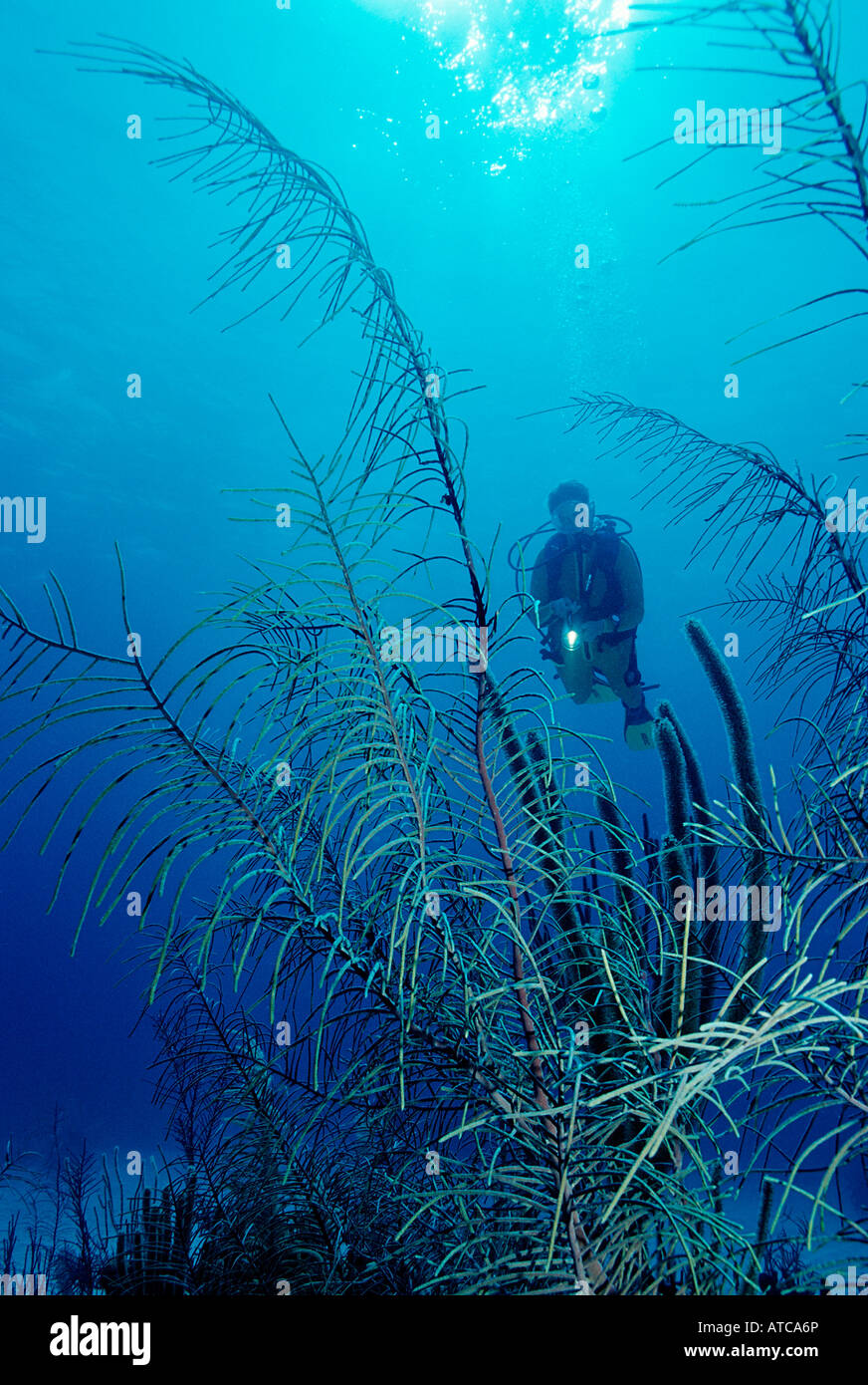 Subacqueo con coralli molli Mar dei Caraibi Cuba Foto Stock